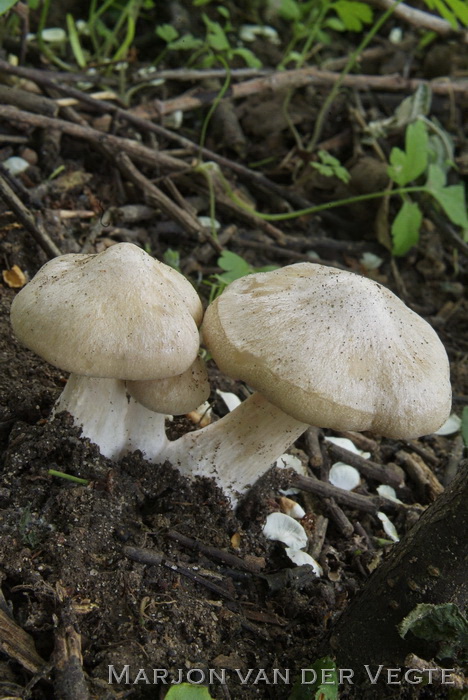 Sleedoornsatijnzwam - Entoloma sepium